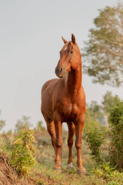 Güney Carolina 'da Büyük Meşe Ağacı Dalları