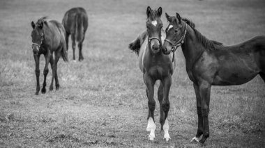 Saratoga Springs, New York 'ta safkan yarış için üretildi.