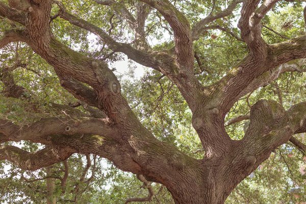 Large Live Oak Tree Branches in South Carolina