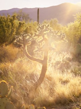 Saguaro Ulusal Parkı 'ndaki Sonoran Çölü' nde Kaktüs Varyasyonu, Tucson, Arizona