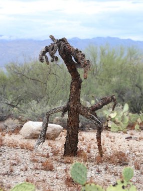 Saguaro Ulusal Parkı 'ndaki Sonoran Çölü' nde Kaktüs Varyasyonu, Tucson, Arizona