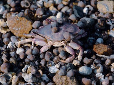 Maine Sahilinde Kamuflaj Yengeci ve Periwinkle Salyangozu