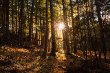 Champlain Orman Adirondacks New York Sonbahar Güneşli Ormanı