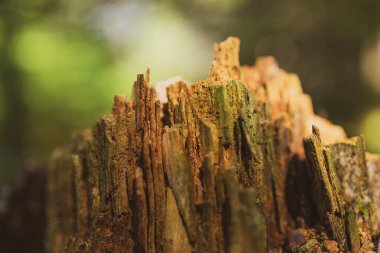 Adirondacks, New York 'taki Ormanda Çürüyen Ağaç Damlası