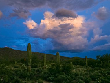 Saguaro Ulusal Parkı Arizona Sonoran Çöl Kaktüsü Mavi Saat Alacakaranlığı 'nda