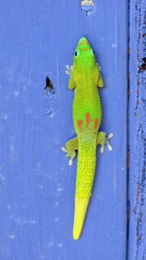 Hawaii 'de mavi ahşap bir yüzey üzerinde canlı yeşil kertenkele