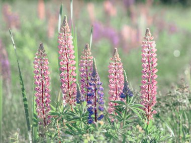 Mor Lavanta Çiçeklerinde Doğa Maine 'de