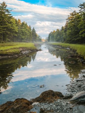 Mount Desert Narrows Low Tide Tree Reflection and Mist in Hancock Maine clipart