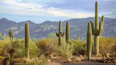 Saguaro Ulusal Anıtı Doğu Tucson Arizona ve Santa Catalina Dağları