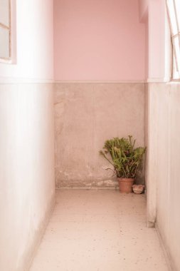 Bitki Durgun Yaşam Arkaplanlı Küba Pembe Mimarisi