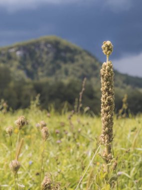 Berkshire Mountains and Meadow in Massachusetts clipart