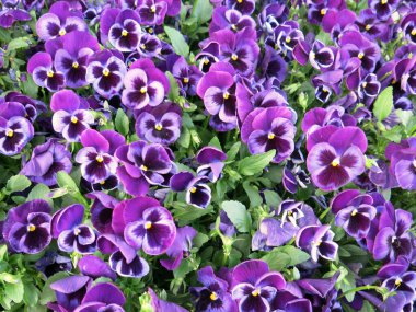 Mor Yapraklar Mor Çiçekli Soyut Arkaplan