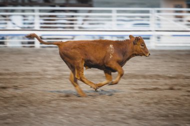Arena 'da Rodeo İnek Dana Koşuyor