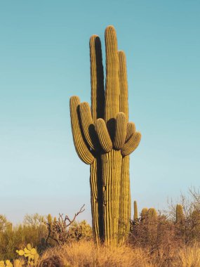 Saguaro Kaktüsü Tucson Arizona Çölü Saguaro Ulusal Parkı Dikey Fotoğrafı