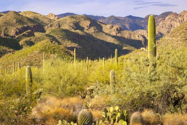 Saguaro Kaktüsü, Tucson Arizona Çölünde Santa Catalina Dağları 'nda