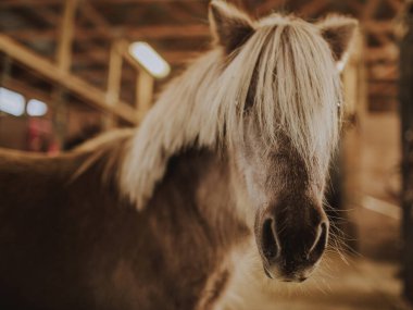 Ahır Çiftliği Ahırında Uzun Yeleli Eşek
