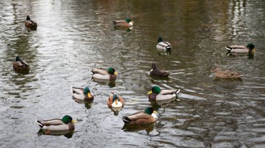 Saratoga Springs, New York 'ta Yüzen Mallard Ördekleri Grubu