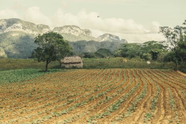 Tütün Tarlası Çiftliği Ahırı Dağları Peyzaj Vinales Küba