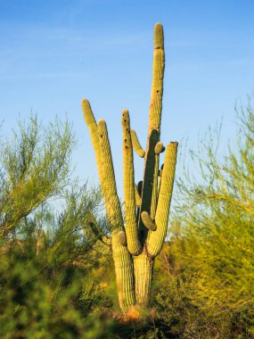 Tucson Arizona Çölünde Saguaro Kaktüsü