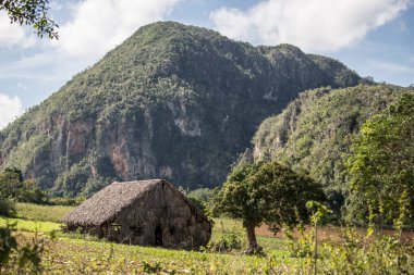 Tütün Kurutucu Ahır Vinales Küba Ulusal Parkı Dağ Seyahati Yeşillik Manzara