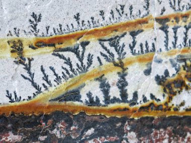 Dendrite Manganez Mineral Su Ağacı Bölümleri Soyut Doğa Arkaplanı
