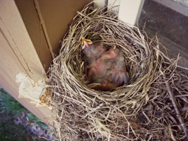 Bebek Robin kuşlar cam kenarında bir yuvada