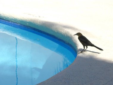 Meksika 'daki Yeraltı Havuzu Kıyısında Kara Kuş