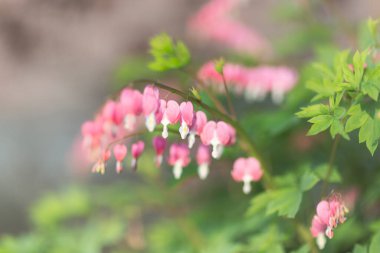 Kanayan Kalpler Çiçekler Açan Arkaplan