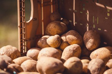 Çiftçi pazarında satılık organik patates yığını.