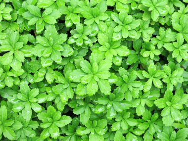 Pachysandra Green Leaf Ground Cover Nature Plant Background clipart