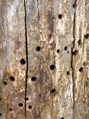 Woodpecker bird holes in Tree Trunk Bark