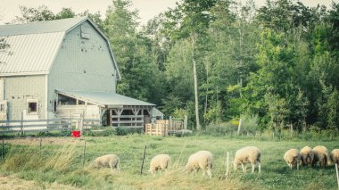 Çiftlikteki Koyun Yiyen Çimen Ahır