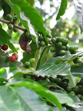 Hawaii 'deki Kahve Fasulyesi Fabrikası