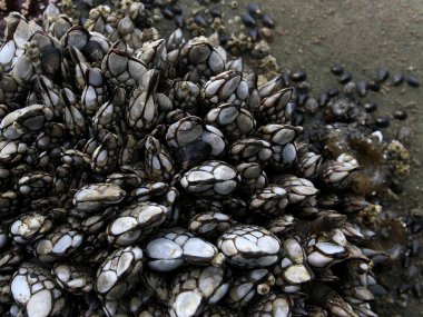 Gooseneck Barnacles Washington Olimpiyat Parkı