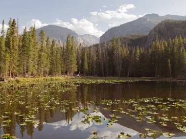 Nymph Gölü Rocky Dağı Ulusal Parkı Colorado