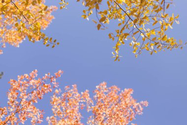 Colorado Aspen Ağacı Renkleri Doğa Ormanı Arkaplanı