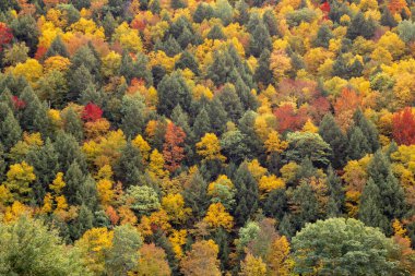 Ağaçlara düşen yapraklar mevsimlik soyut arka plan 