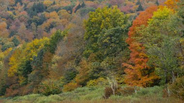 Ağaçlara düşen yapraklar mevsimlik soyut arka plan 