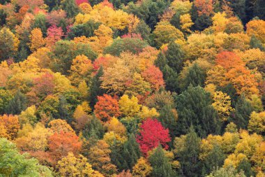 Ağaçlara düşen yapraklar mevsimlik soyut arka plan 