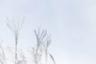 Mavi Gök Siluetinde Tüylü Bitki