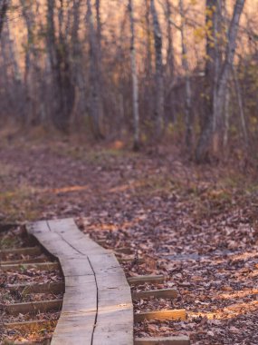 New York 'un kuzeyinde Sonbahar Kurumuş Yapraklar Çiçek Bahçesi Bitkileri