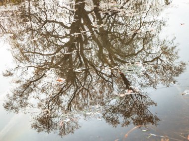 Suda Çıplak Ağaç Yansıması Soyut