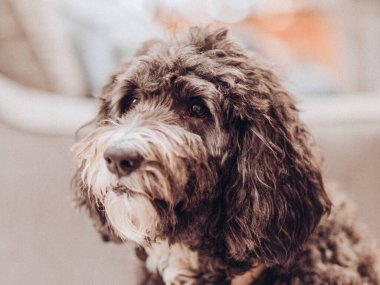 Mutlu Gülümseyen Siyah ve Beyaz Köpek Portresi