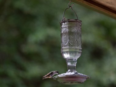 Kuş Yemi ve Yeşil Doğa Arkaplanda Sinek Kuşu