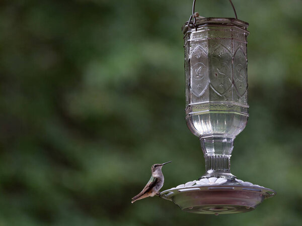 Колибри на Birdfeeder и зеленый фон природы