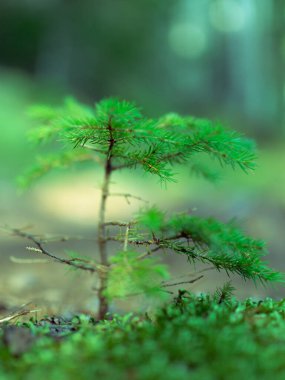 Baby Pine Tree Sprouting in Maine Coastal Forest clipart