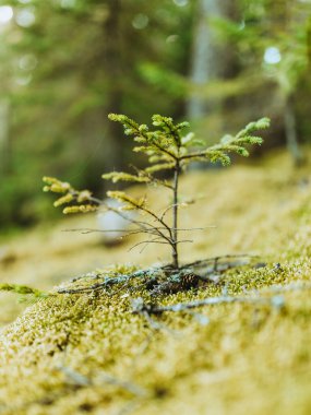 Baby Pine Tree Sprouting in Maine Coastal Forest clipart