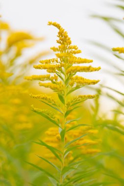 Altın Başak Sarı Çiçek Bitkisi Soyut Doğa Arkaplanı