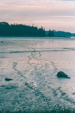 Maine Geyik Adası 'nda Düşük Gelgit Pembe Gökyüzü Yansıması