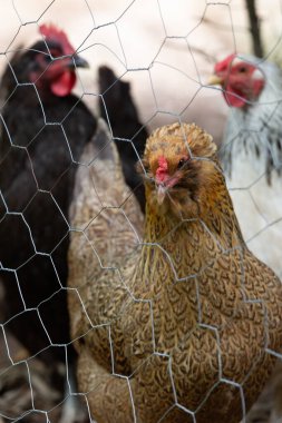 Tavuk teli kümesinin arkasındaki tavuklar